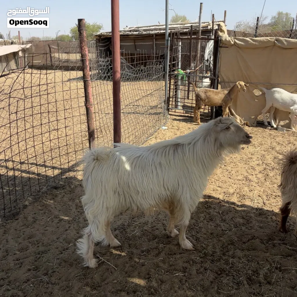 تيس فحل من حلال الجواميد