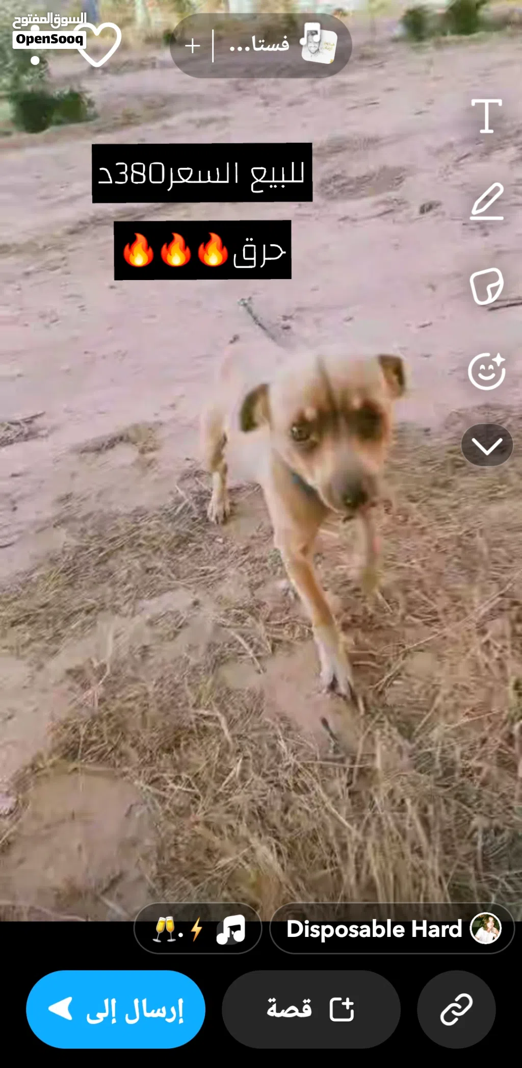 كلب شيواوا دكر ربي يبارك لون سمح