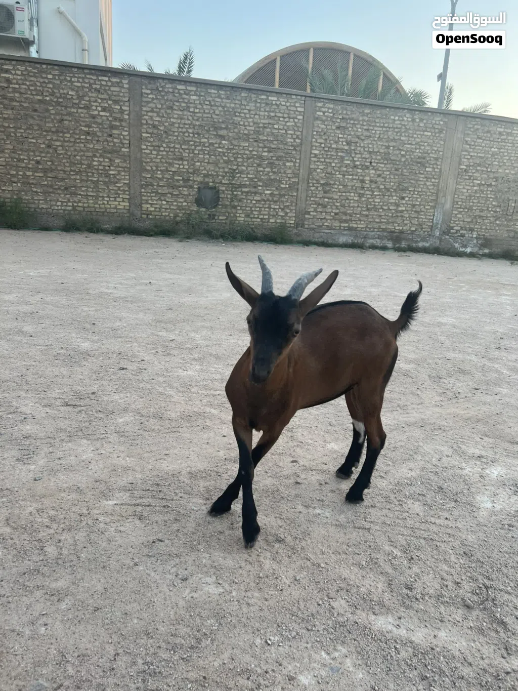 ماعز قزم زينه ذكر للبيع او المراوس حسب الرغبه اليف جدا يلعب مع الاطفال ذاناته ورقه كرونه 11
