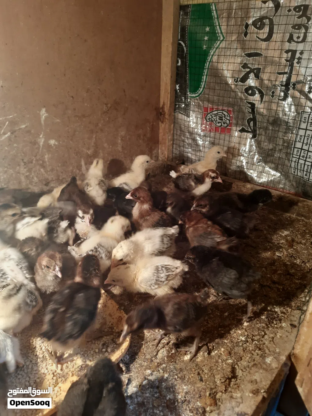 متاح افراخ دجاج عرب عمر 3 اسابيع زوج 3ونص