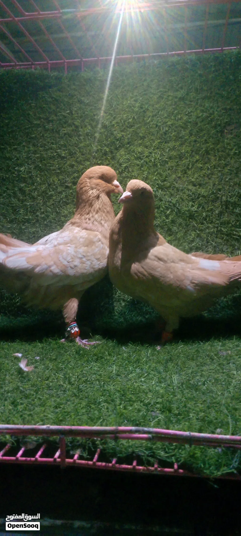 جوزين حلوين ومرتبين وشغالين