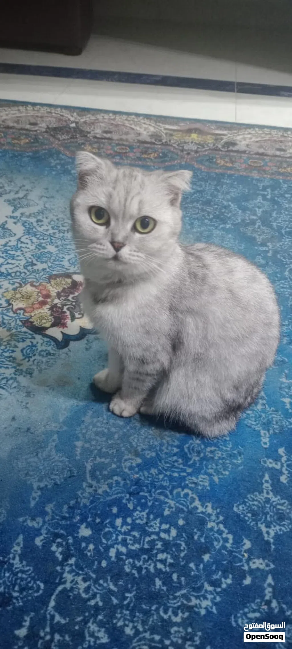 قطه هيه واولاذها للبيع