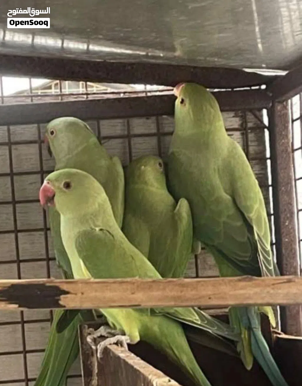 متوه دره الاخضر