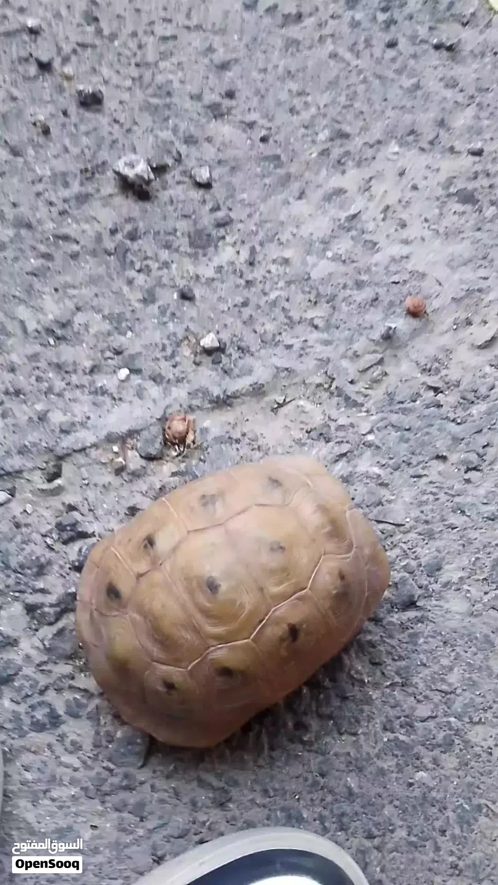 سلحفاه سلحفاه