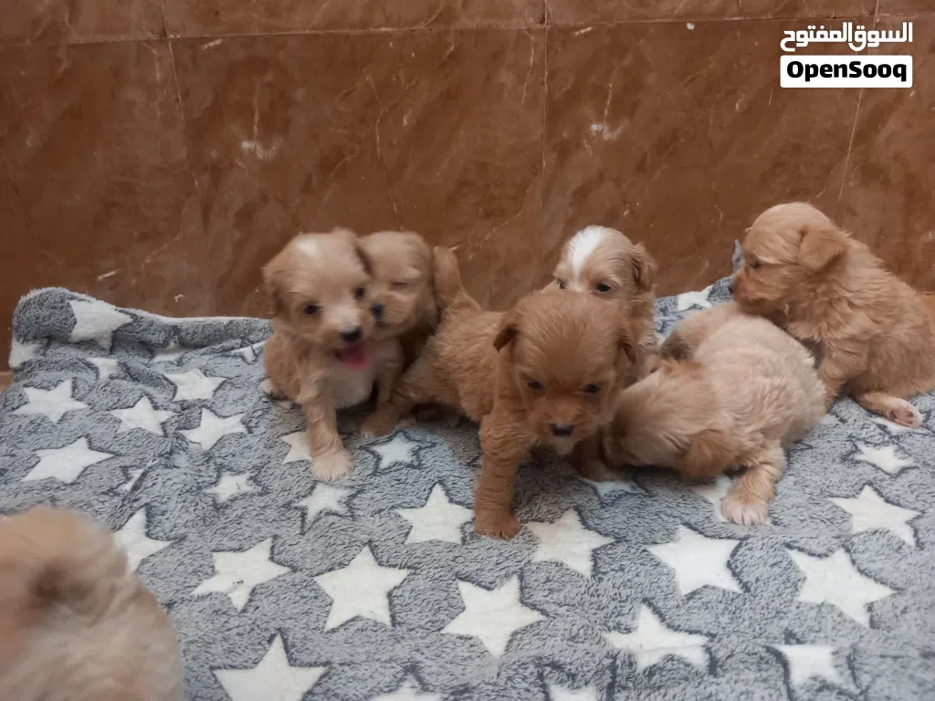 maltipoo is a mix breed which is Maltese and poodle.