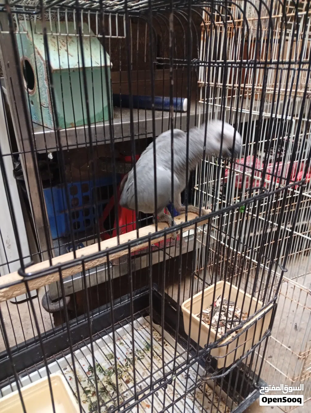 طير الله يبارك ناشط موش مروض راكح في القفص
