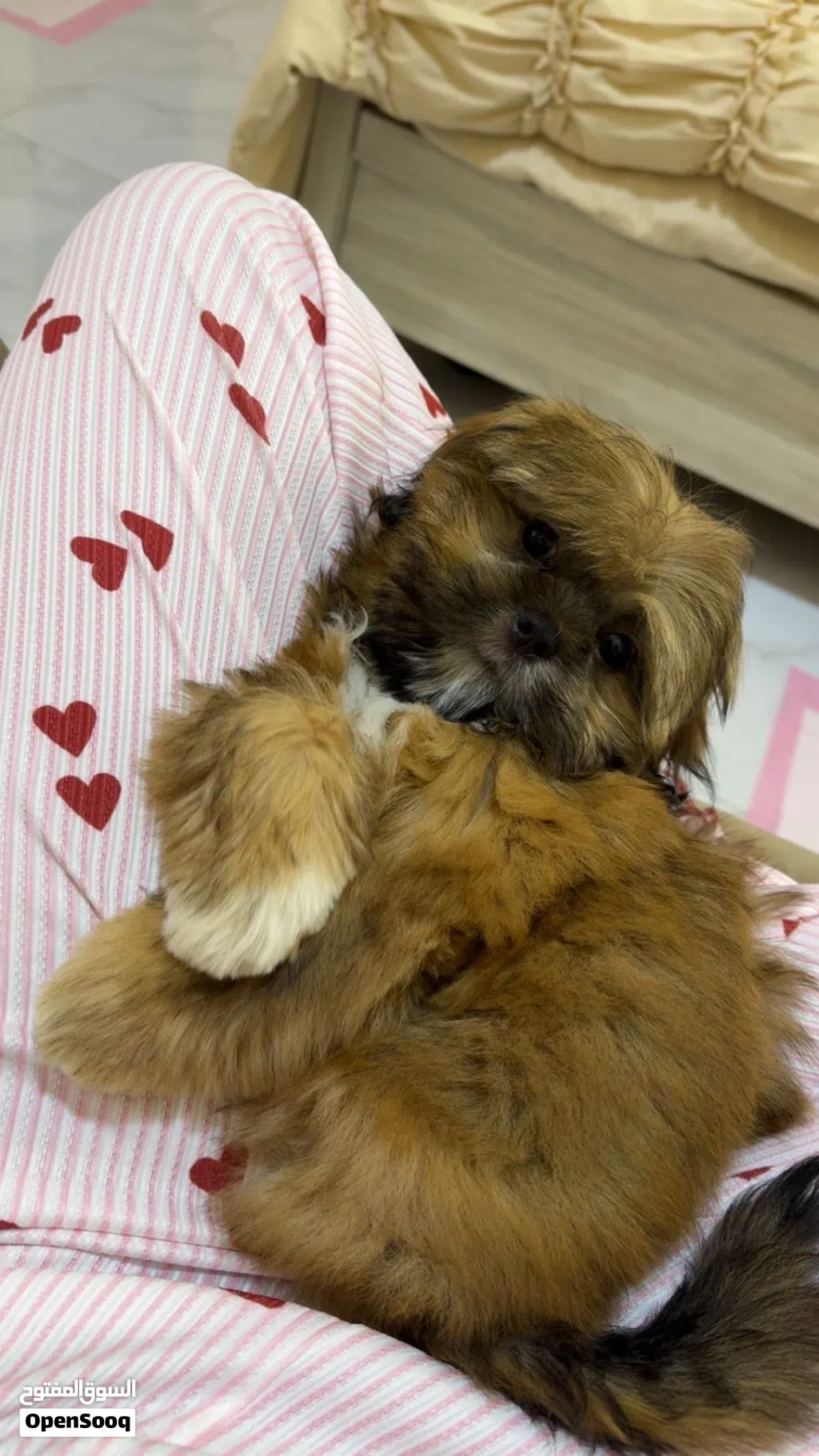 Shihtzu puppy for sale