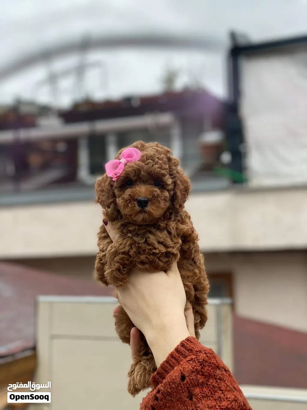 توي بودل Toy poodle