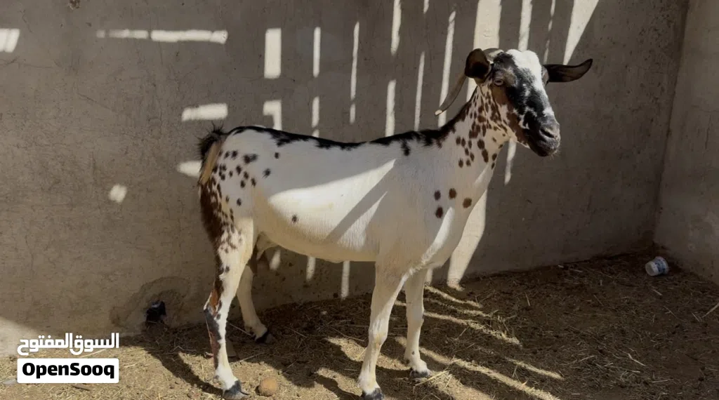 للبيع شاه مال صلالة