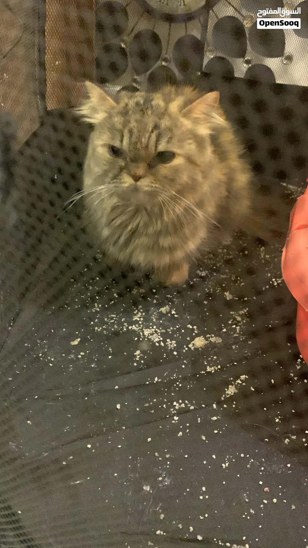 Cat for adoption URGENT