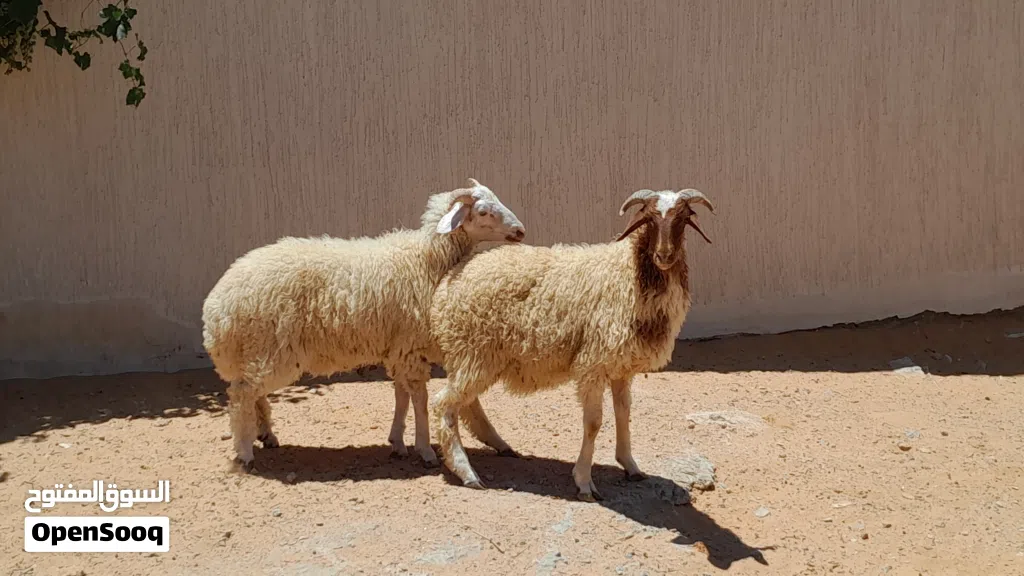 2خرفان وطنيات مشالله عمرهم ف7شهور سليمات من الامراض..