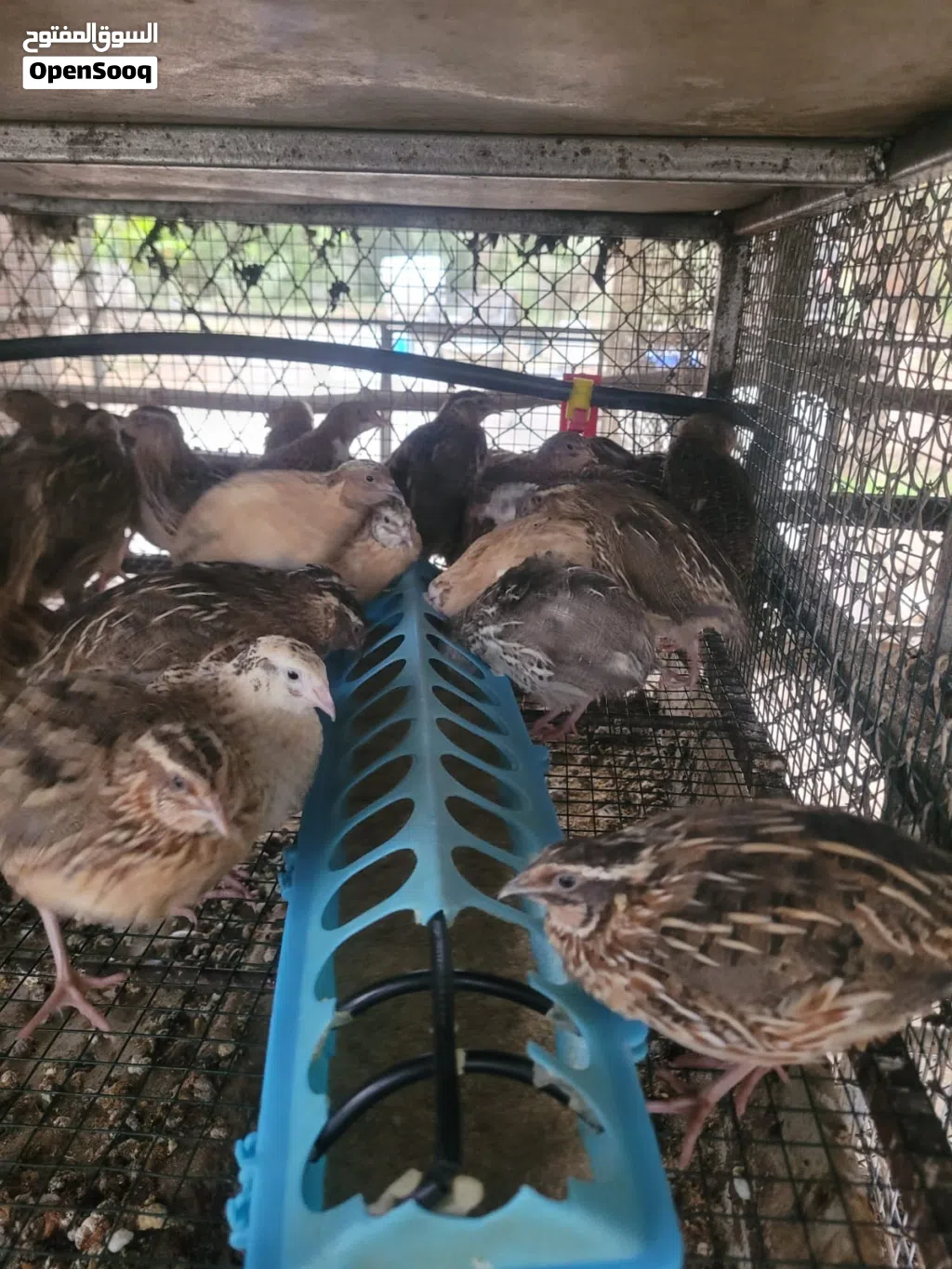 سمان فري جامبو و سمان الصيني