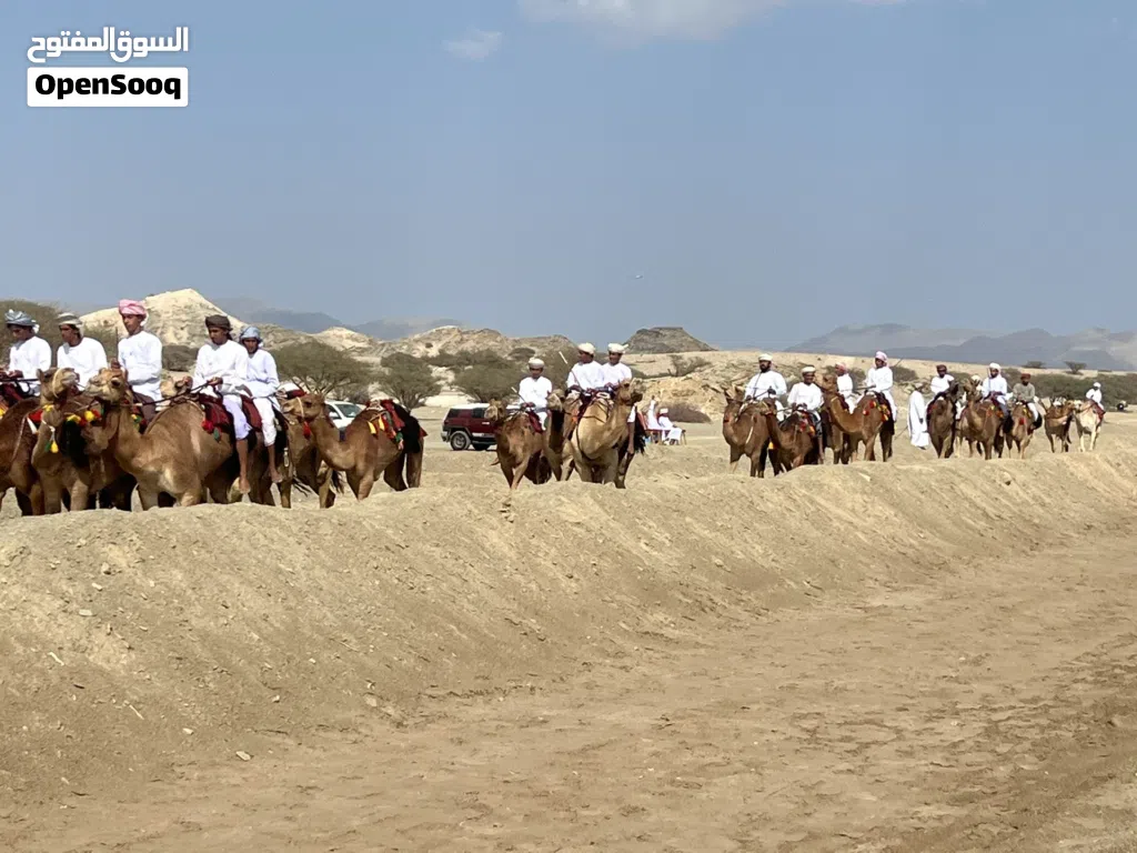 الي يريد يادب بوشه شوف الوصف