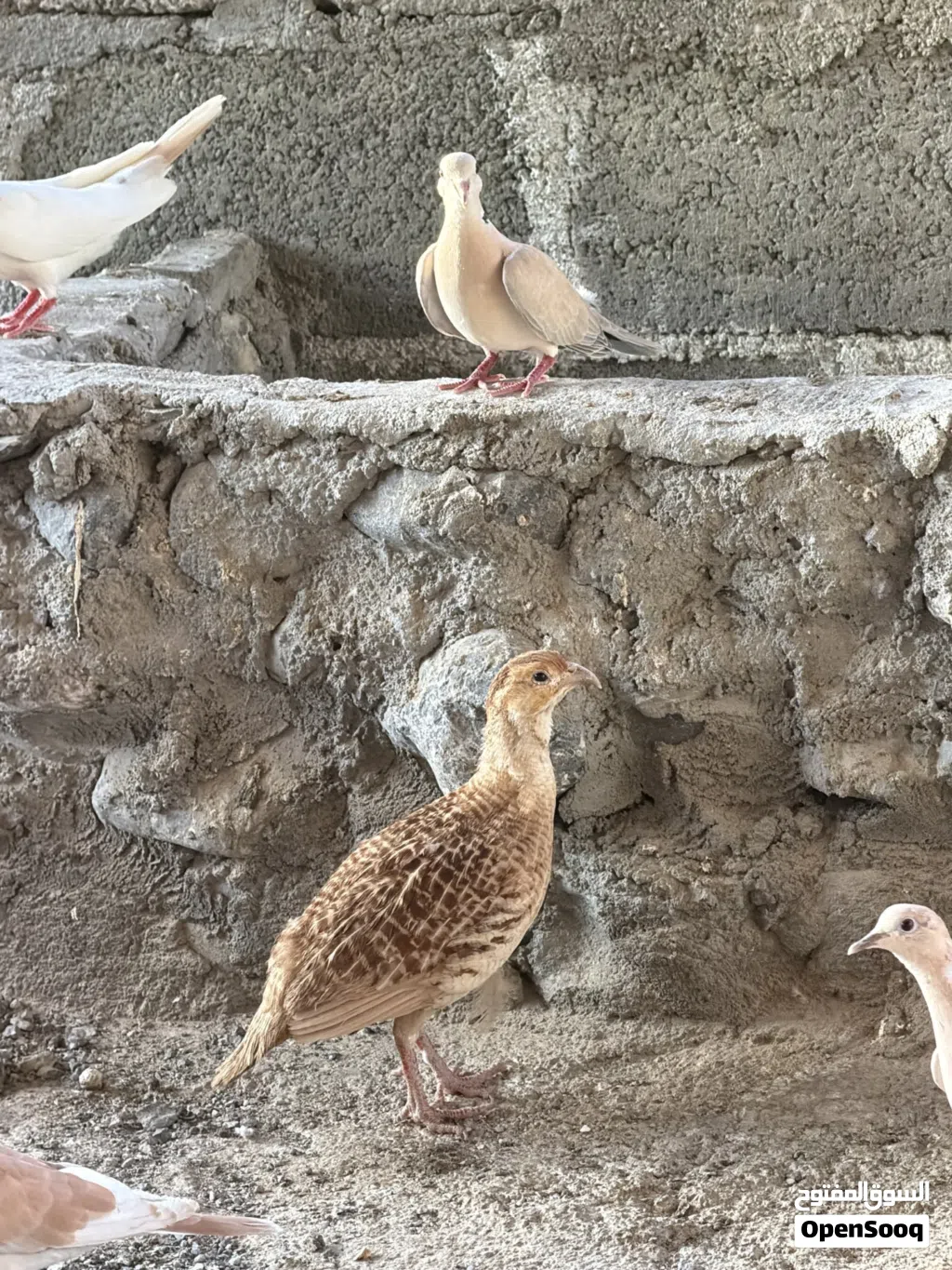زوج صفرد باكستاني