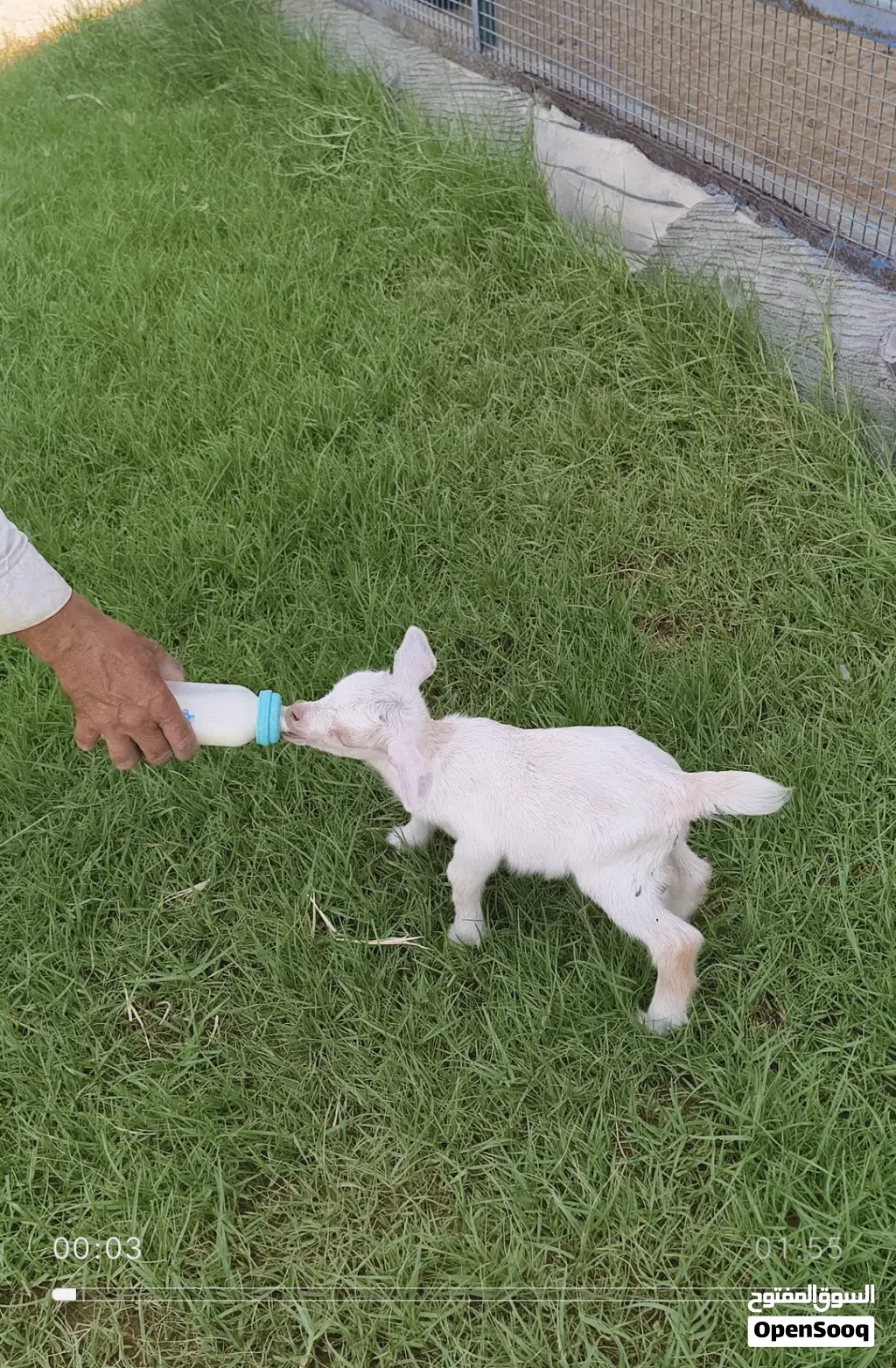pqme goat for sale