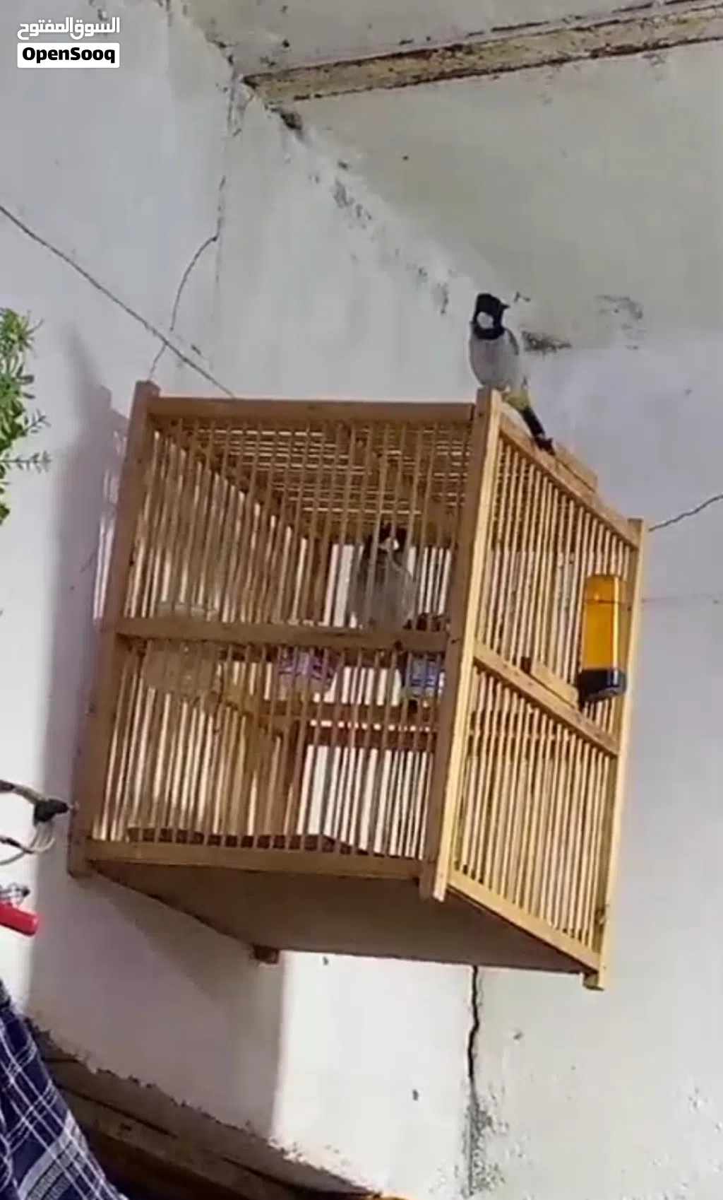 الي داخل القفص فحل اما النثية نباعت وهسة جبت له نثية ثانية بس ما طابكها وياه ومبزرة سابقا اقرا الوصف