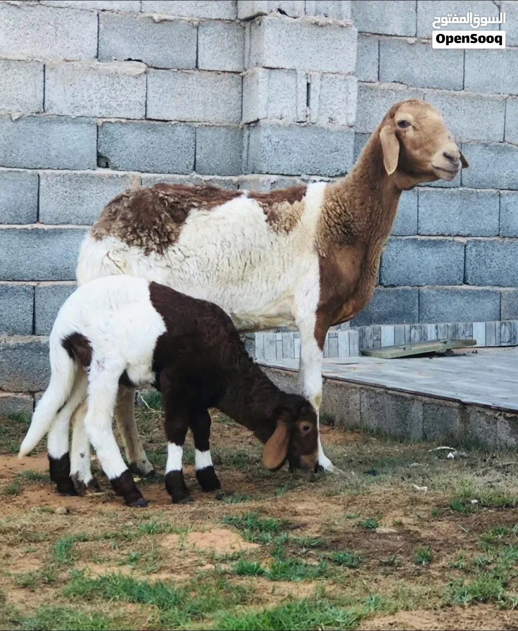 نعجه تحتها فطيمه
