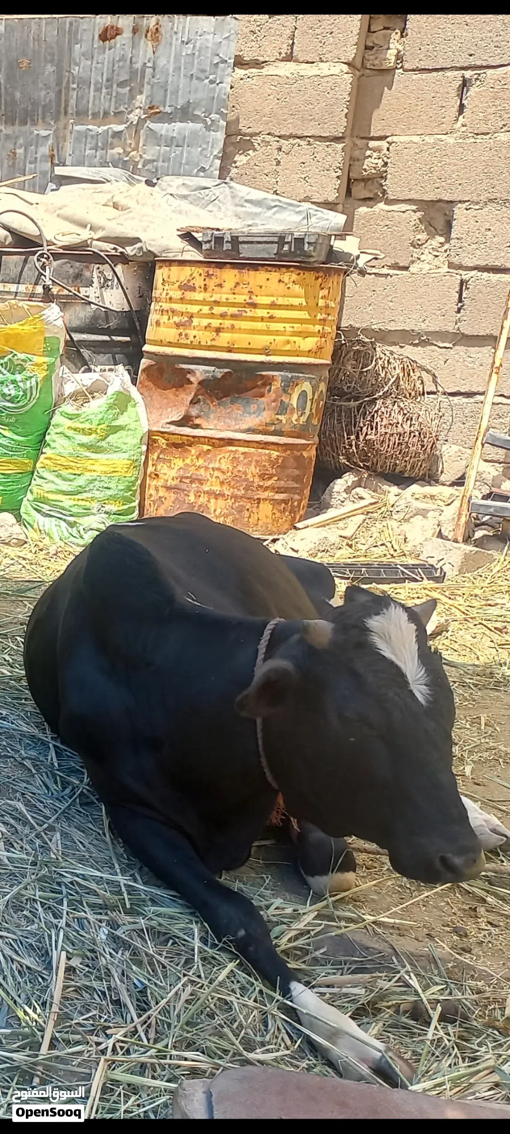 عجل عراقي لاصل