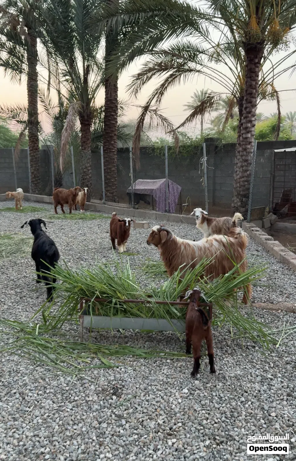 غنم للبيع سمنتهن طيبه