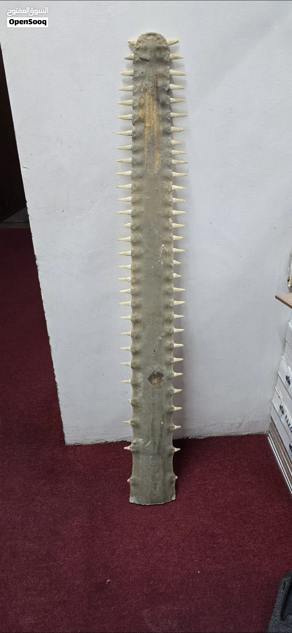 للبيع منشار قرش