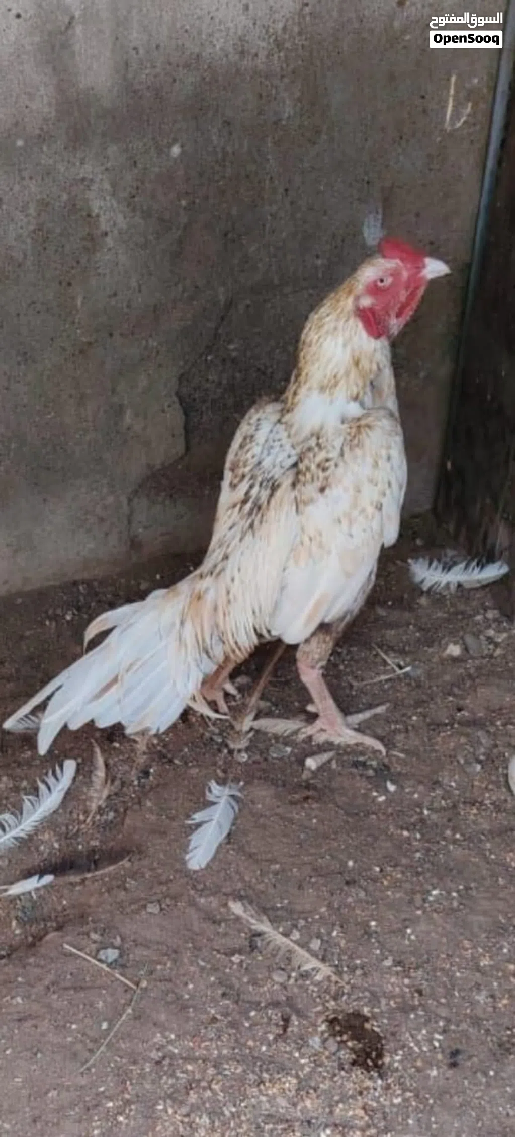 30 ريال قابل بالمعقول