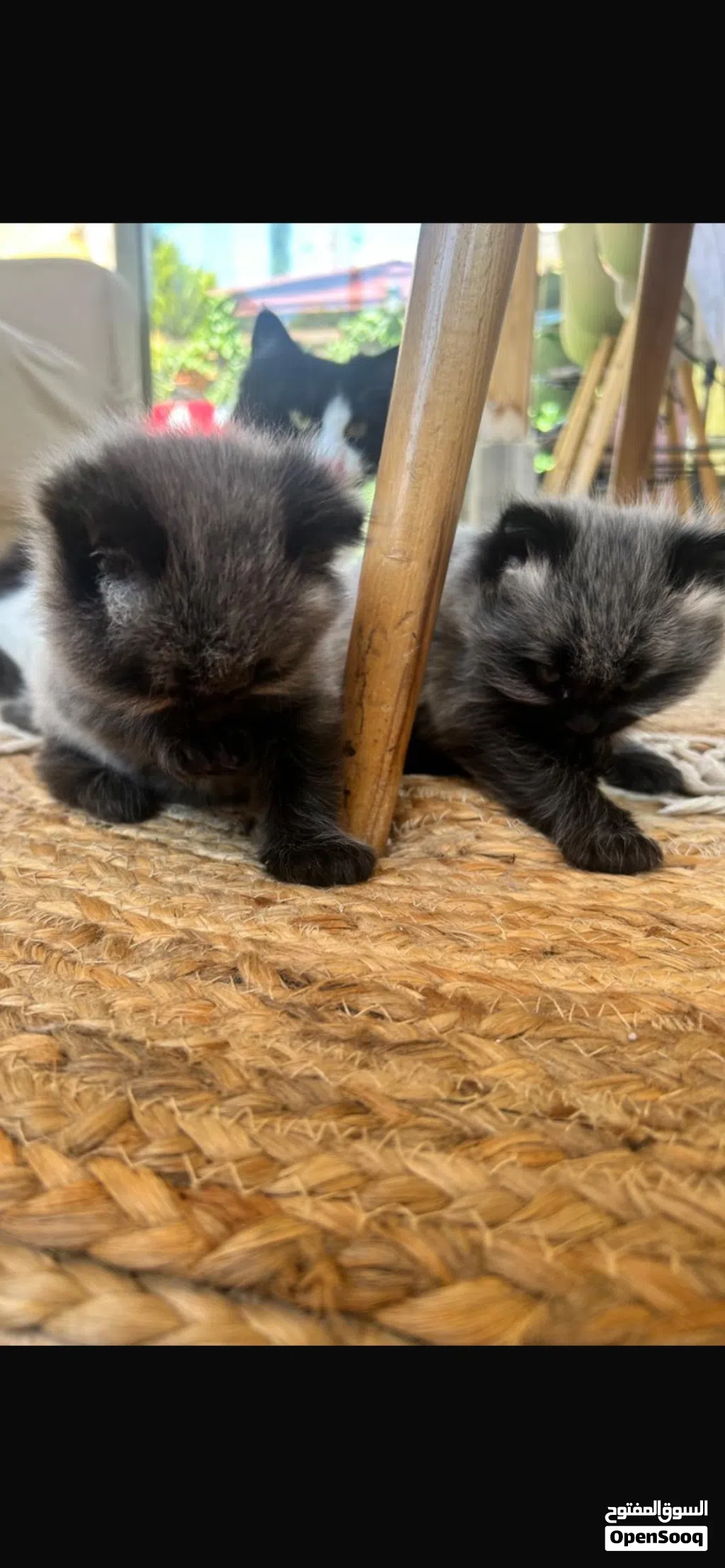 kittens for sale قطط للبيع