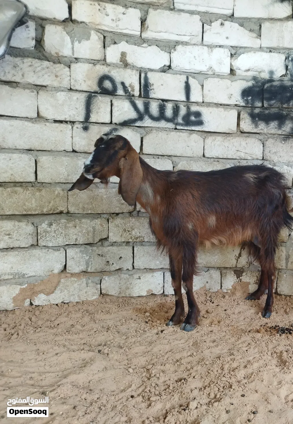 معزه هجين ماشاء الله