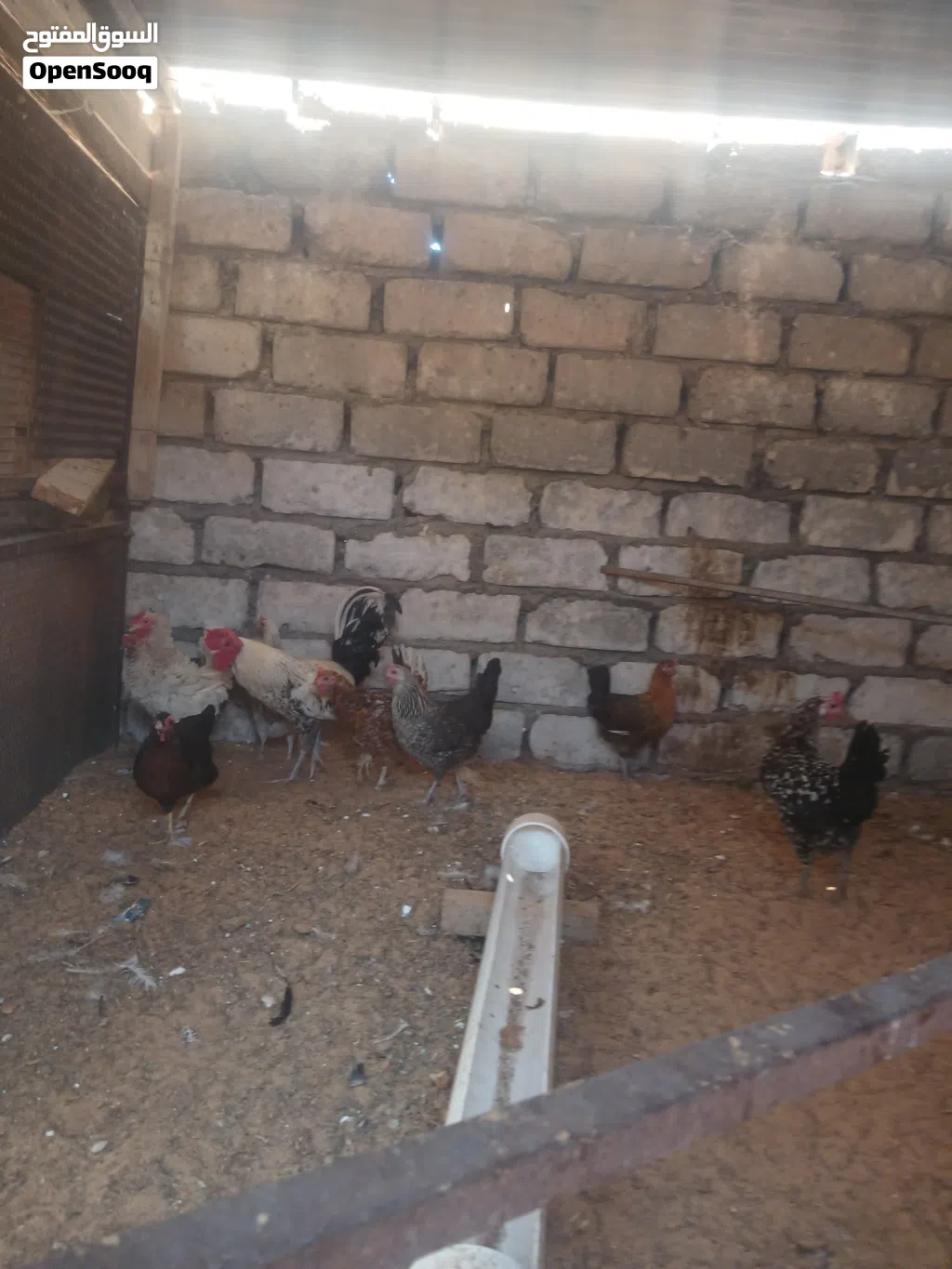 دجاج عربي للبيع