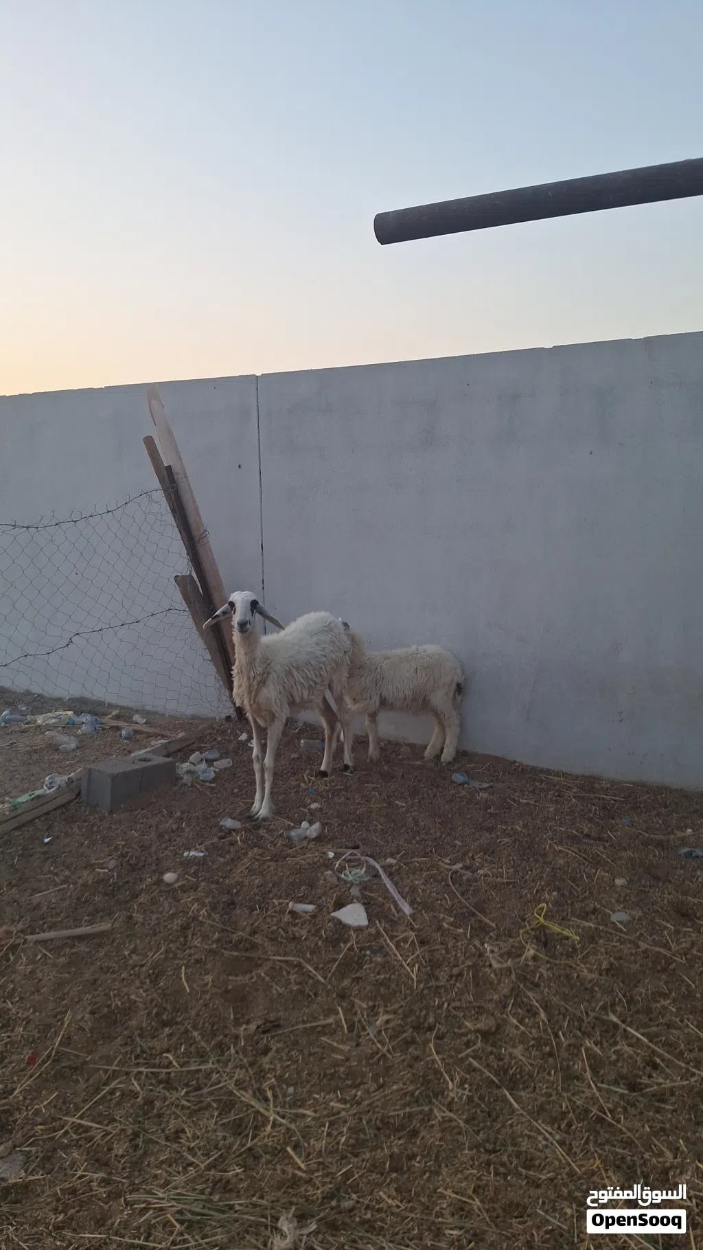 جاعده تحتها كبش للبيع