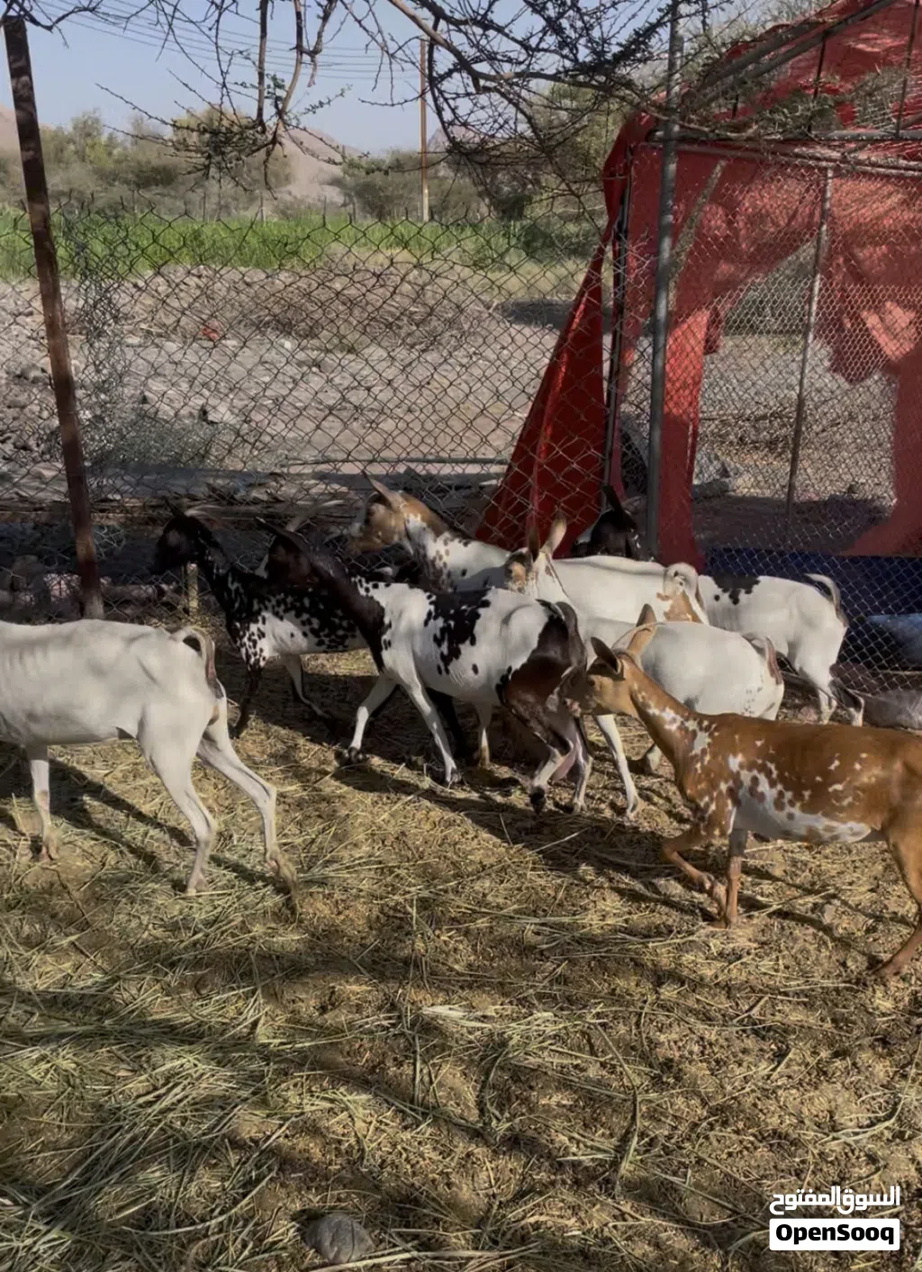 اغنام صلاليه