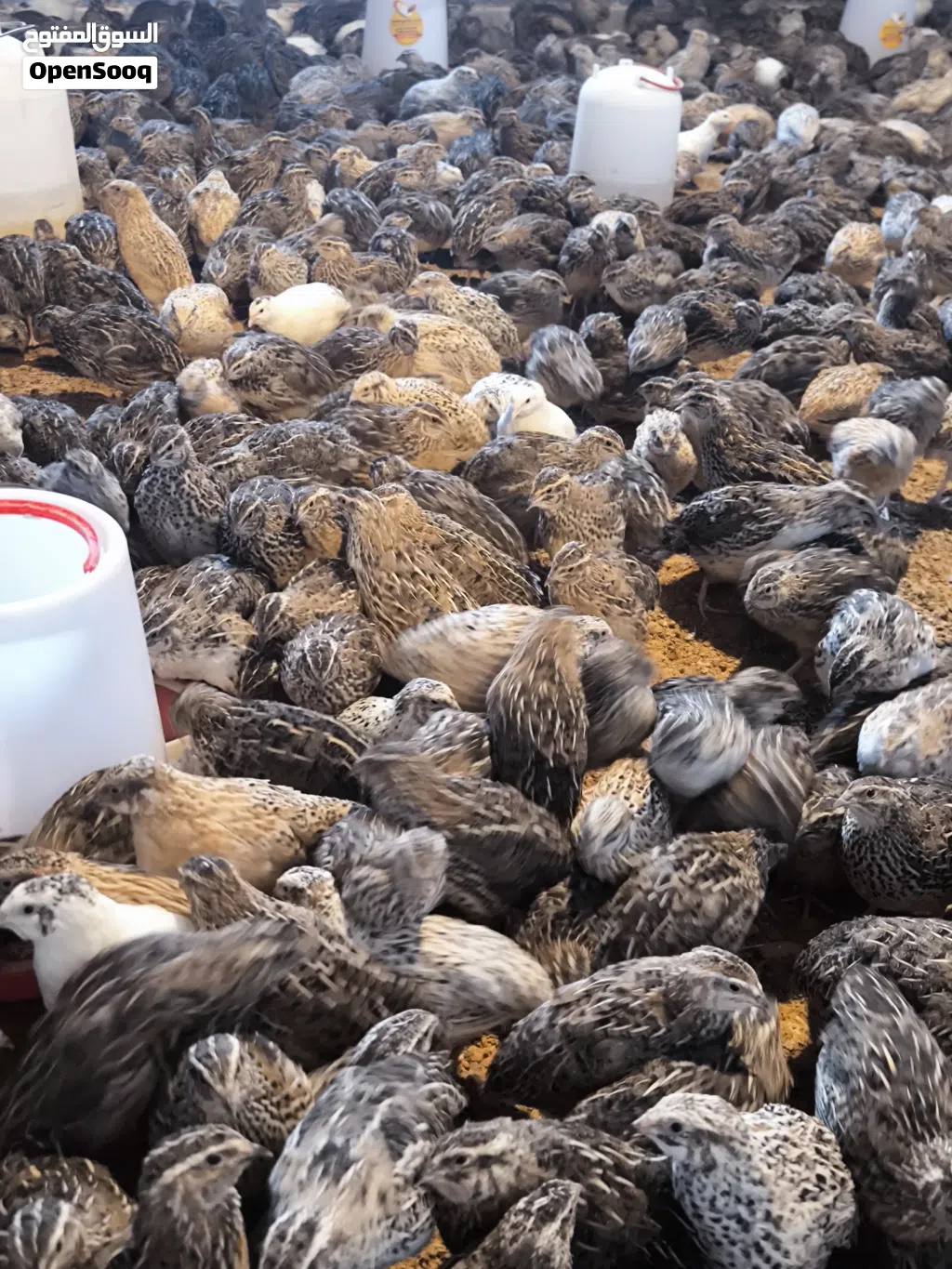 سمان 40 يوم للبيع
