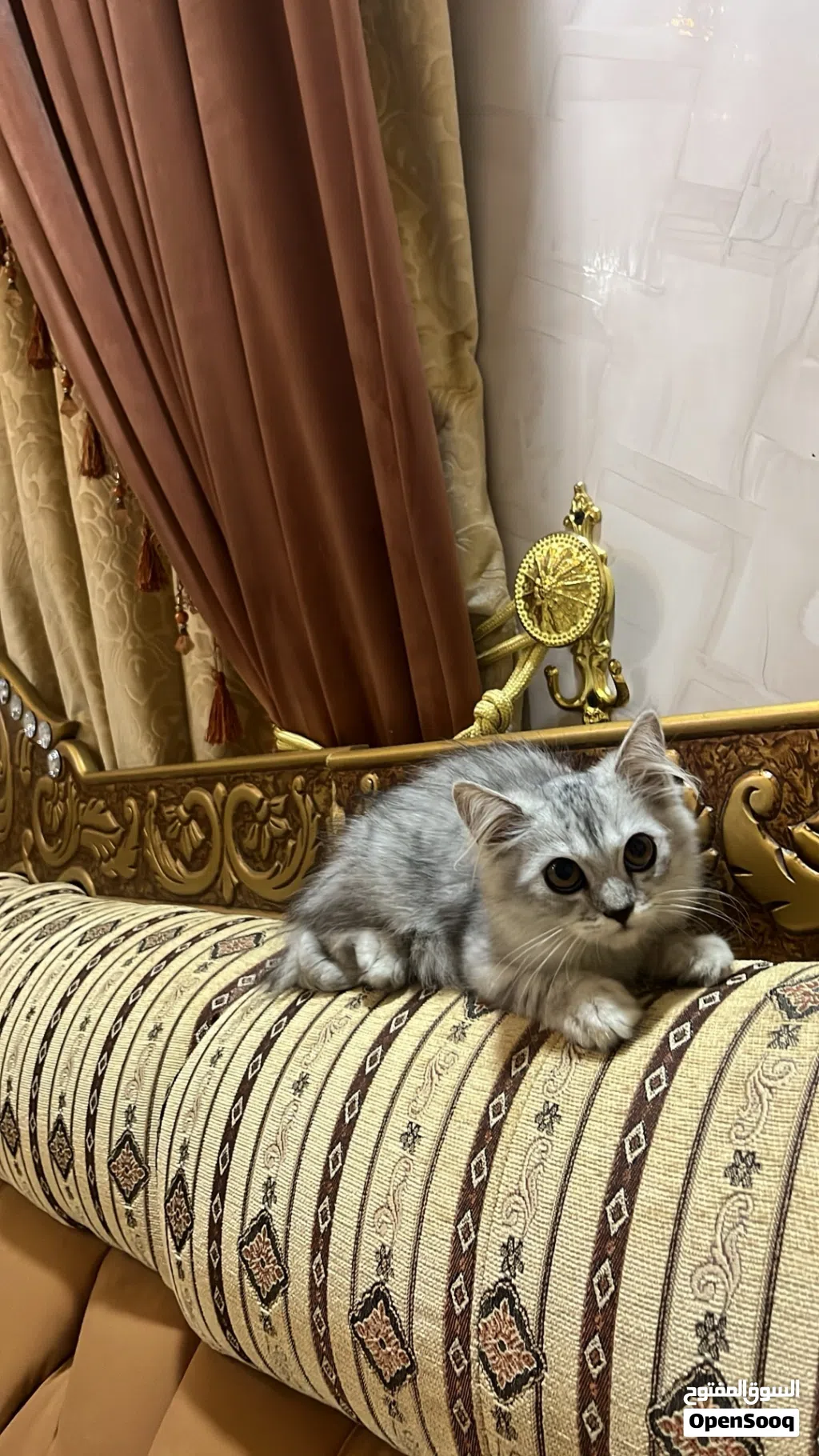 قطه شيرازيه للبيع