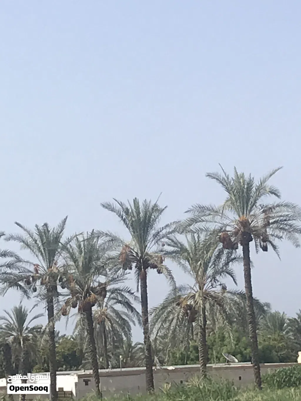 متوفر نفيعه قيض بسر