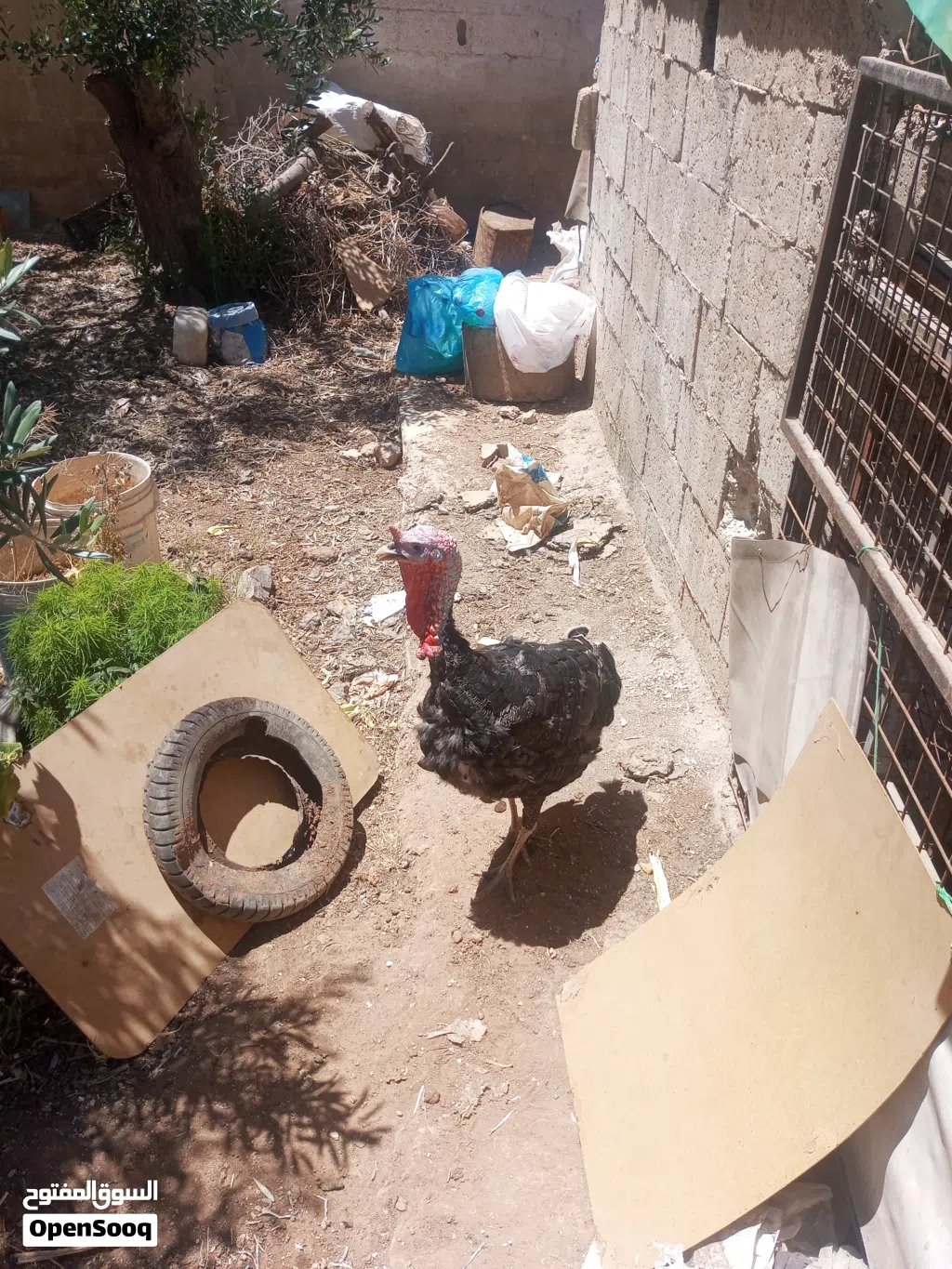 حبش عمر سنه