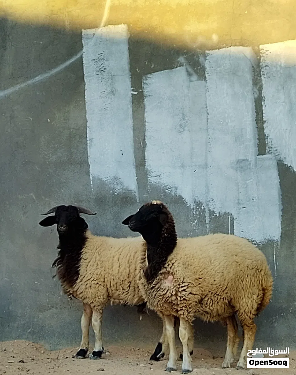 فطيمه وخروف العمر7شهور سمان مشاء الله طرابلس الفرناج