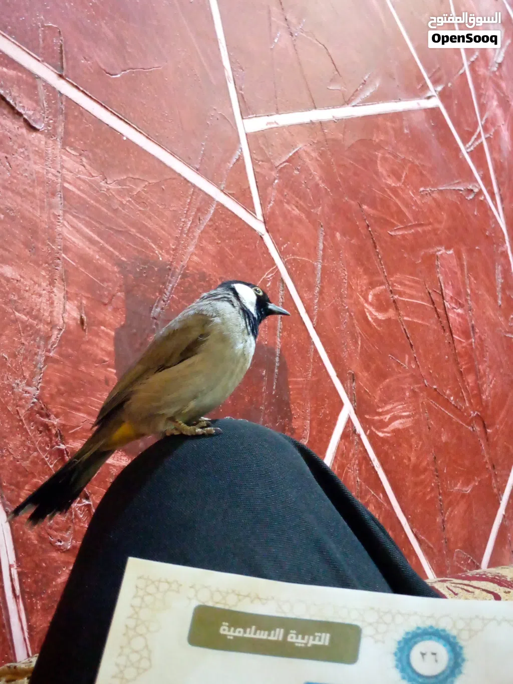بلبل أليف طينه