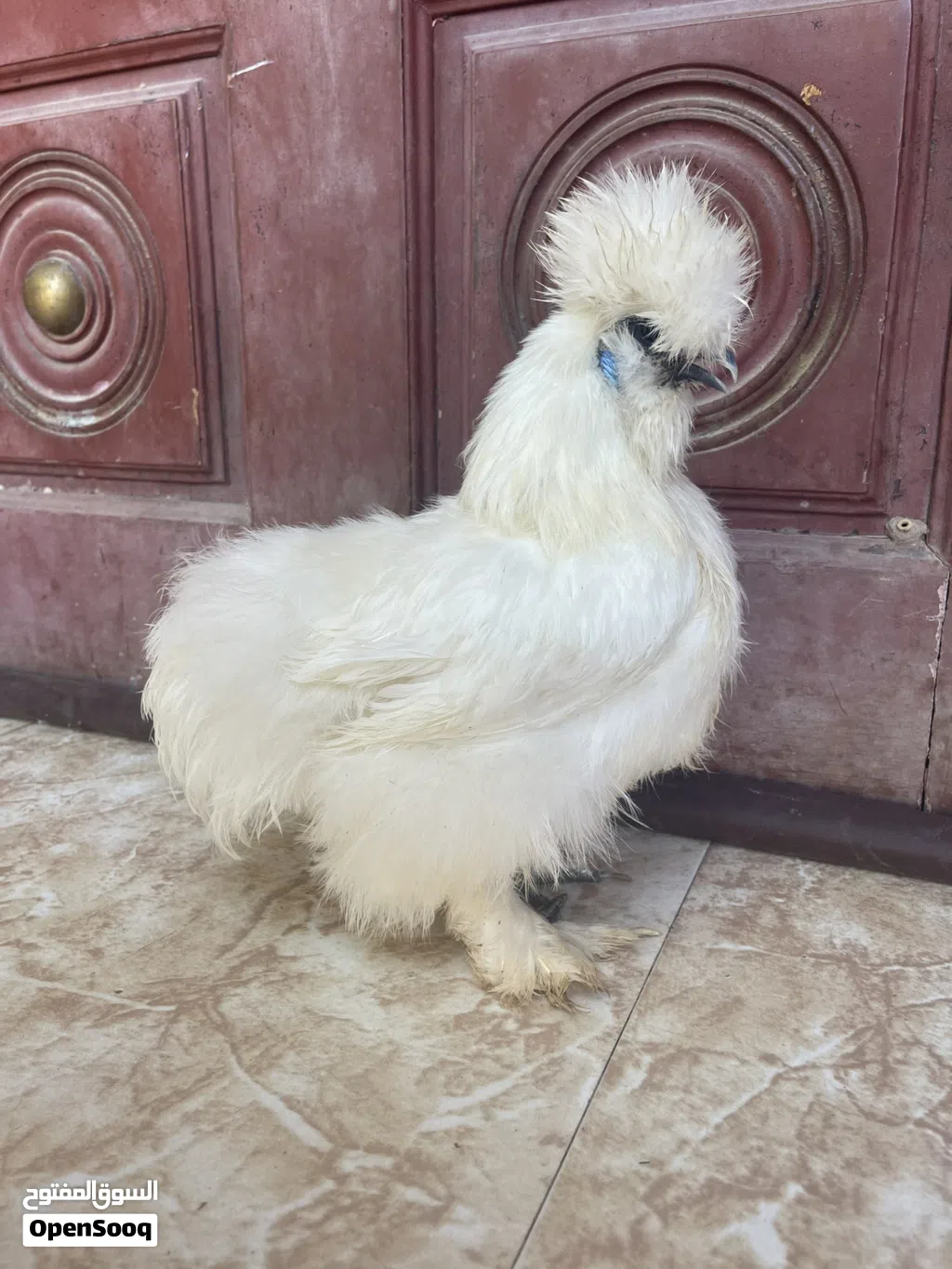 دجاجه القطني سلكي