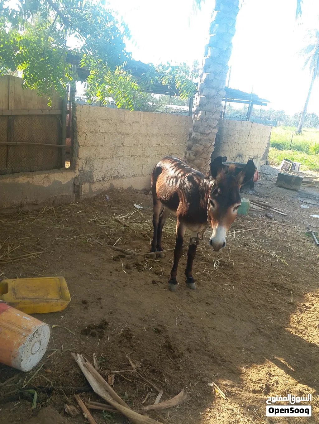 حمار للبيع
