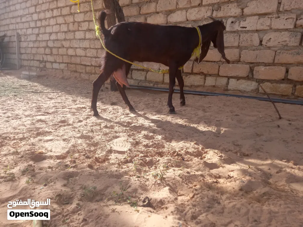 عنز مبدلتش امهجنا عل القبرصي جابت جدي ومات في عمرشهرين عنز حليب كل يوم لتر