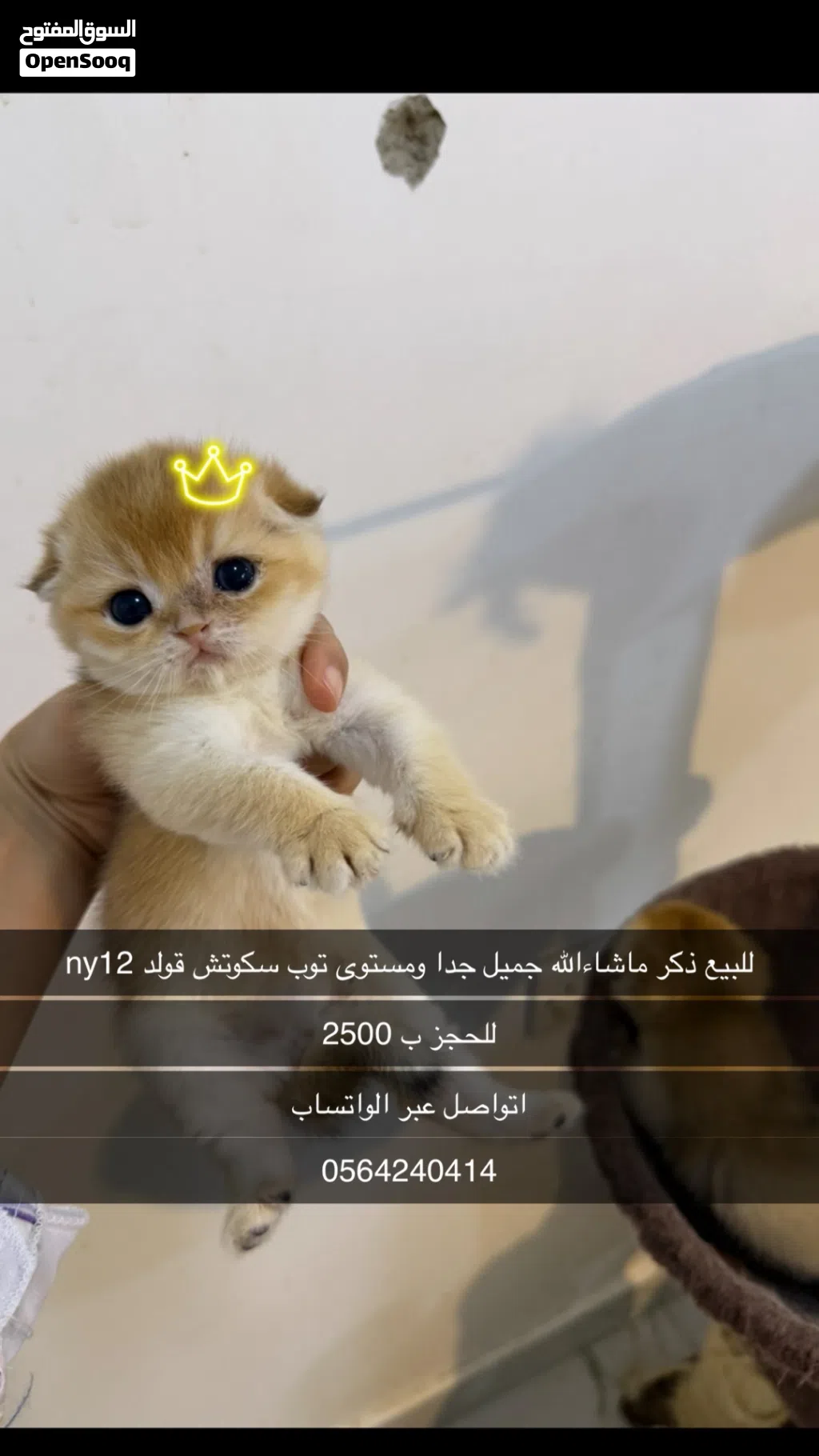 للبيع للحجز سكوتش فولد ذكر ny12