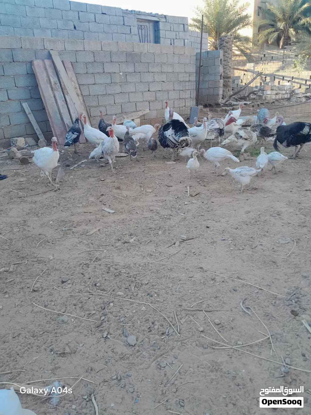 متوفر 14طرف ديك رومي