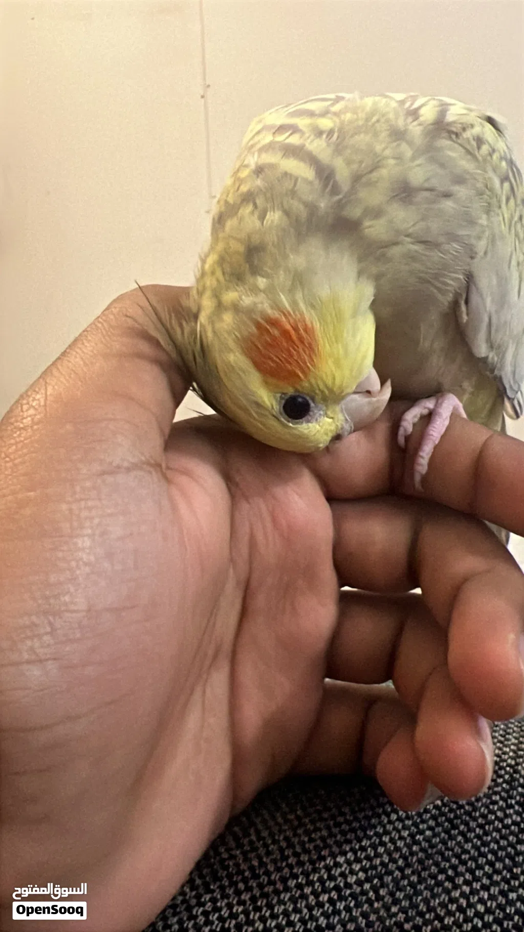 cockatiel tamed 1 year old