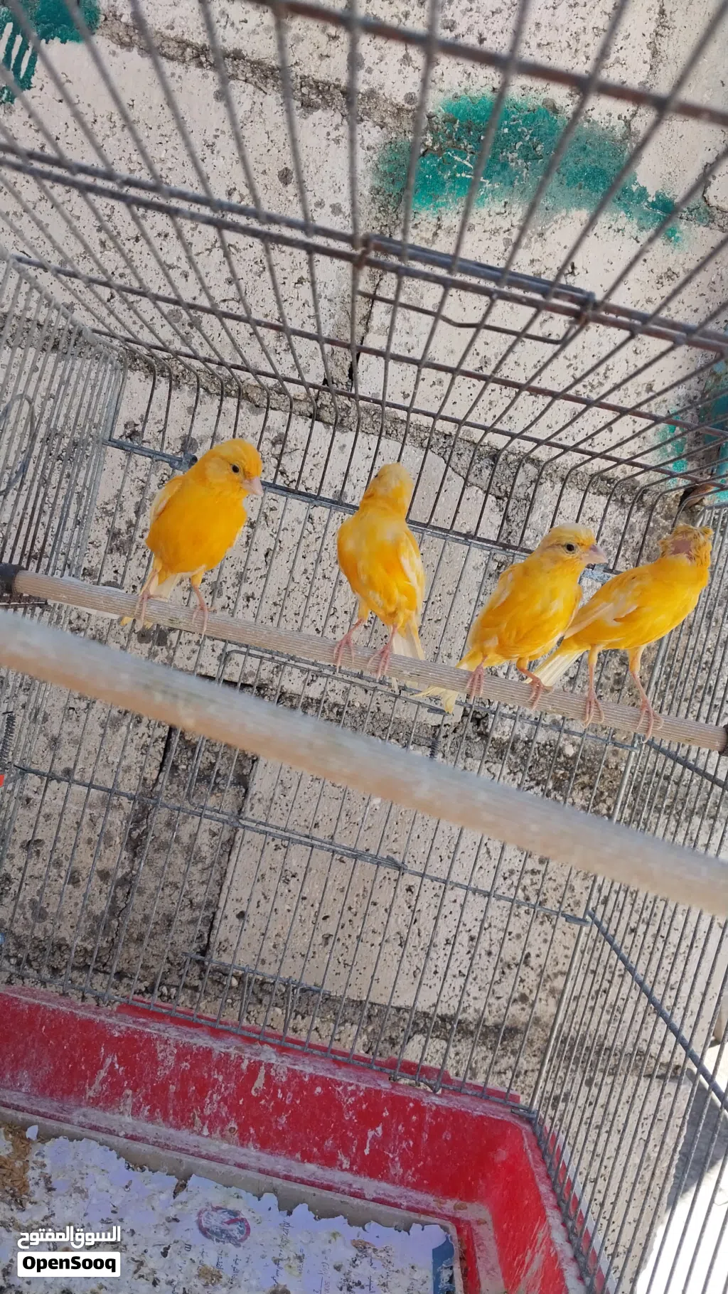 ذكور كنار للبيع
