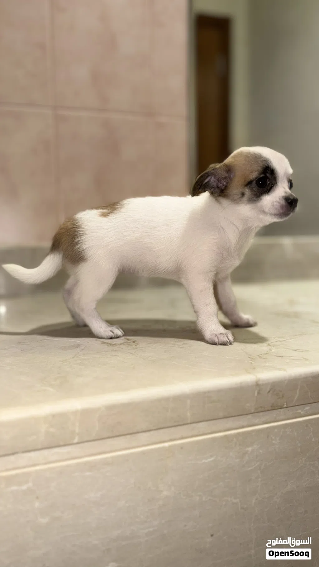 جراء شيواوا أنثى قابل للتفاوض Female Chihuahua Negotiable