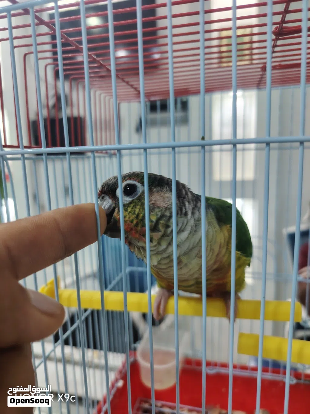 كنيور أليف للبيع تابع الوصف