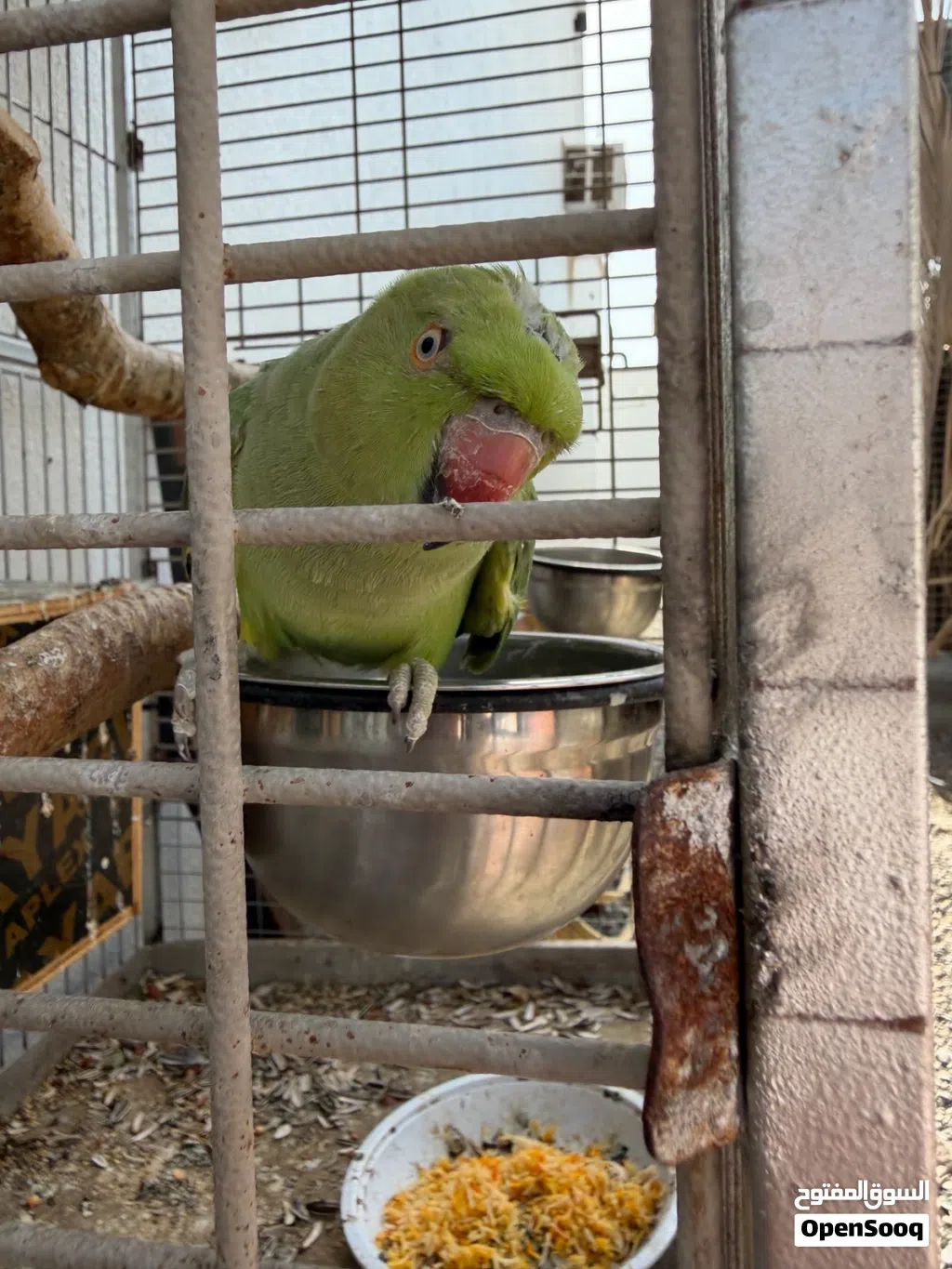 للبيع دره الاخظر انثى