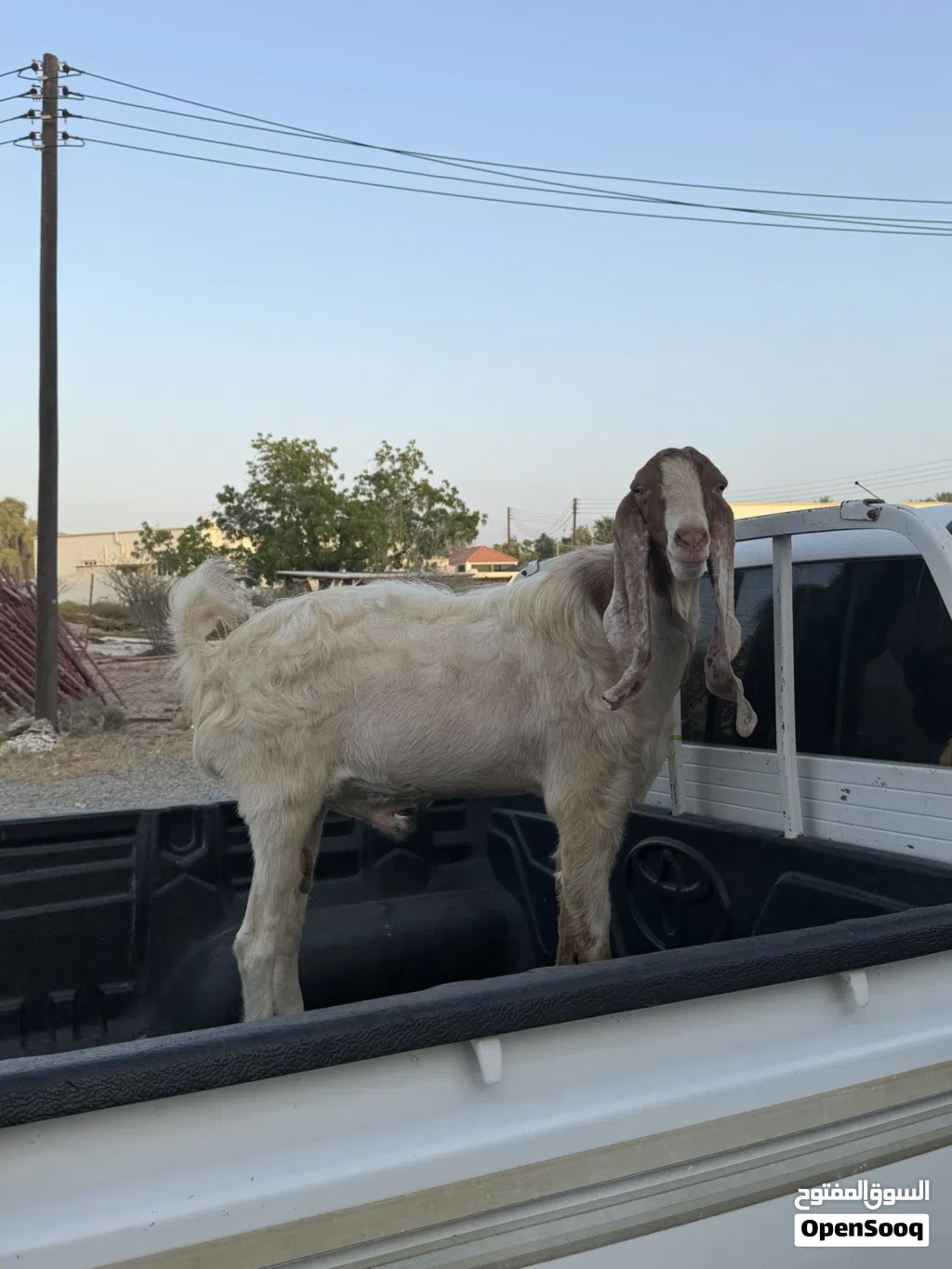 للبيع تيس باكستاني