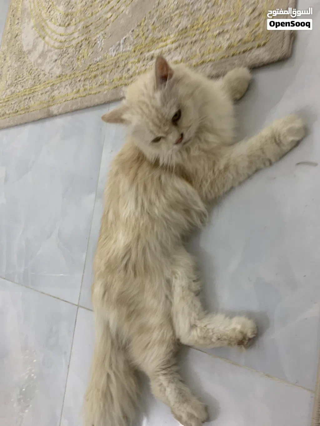البيع قطه هادئه جداً (أليفه)