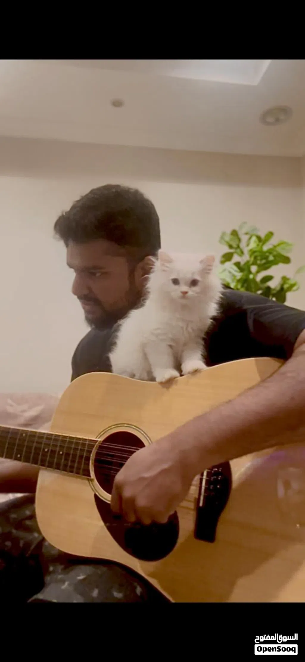 Pet/Cat Sitting At Home With Individual Care. Cageless