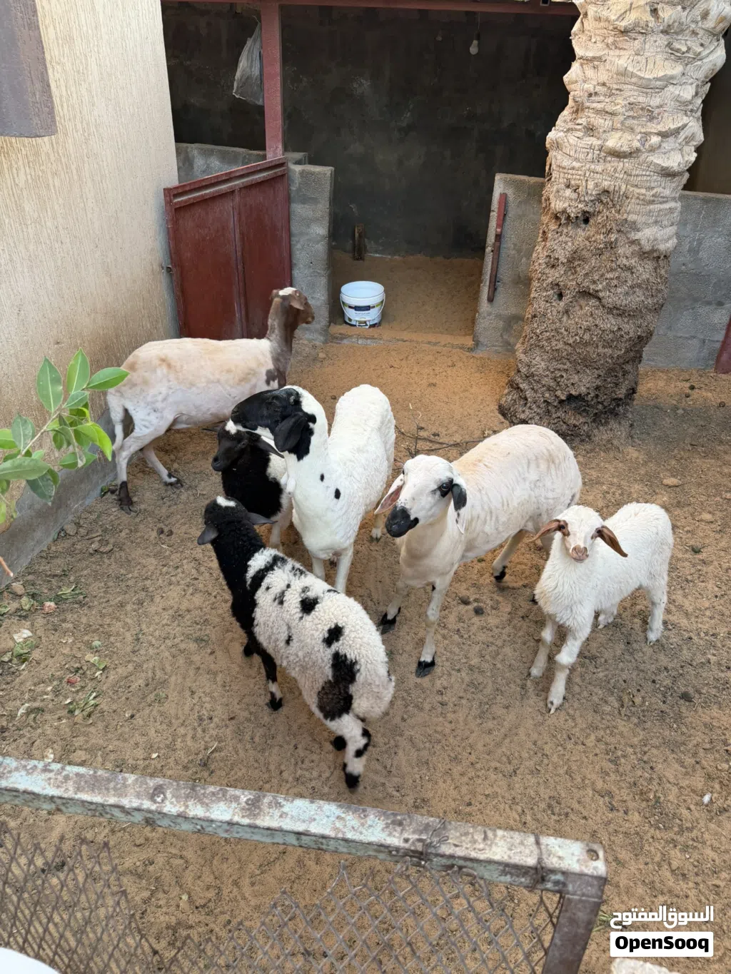 السلام عليكم